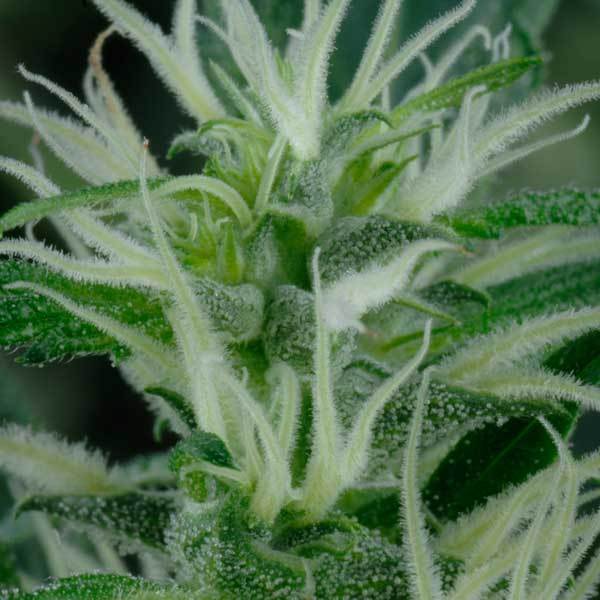 Green House Seeds - Arjan's Ultra Haze #2 (fem.)