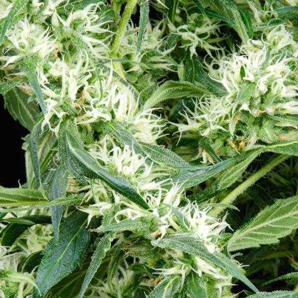 Green House Seeds - Arjan's Ultra Haze #2 (fem.)