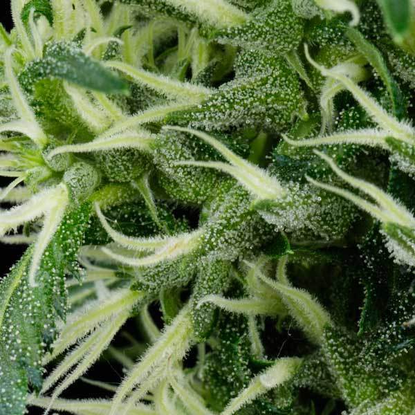 Green House Seeds - Arjan's Ultra Haze #2 (fem.)