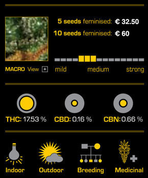 Green House Seeds - Arjan's Ultra Haze #2 (fem.)