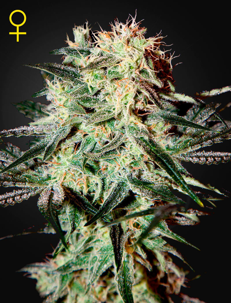 Green House Seeds - Arjan's Strawberry Haze (fem.)