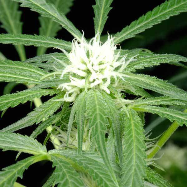 Green House Seeds - Arjan's Ultra Haze #1 (fem.)