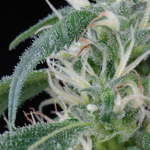 Green House Seeds - Arjan's Ultra Haze #1 (fem.)