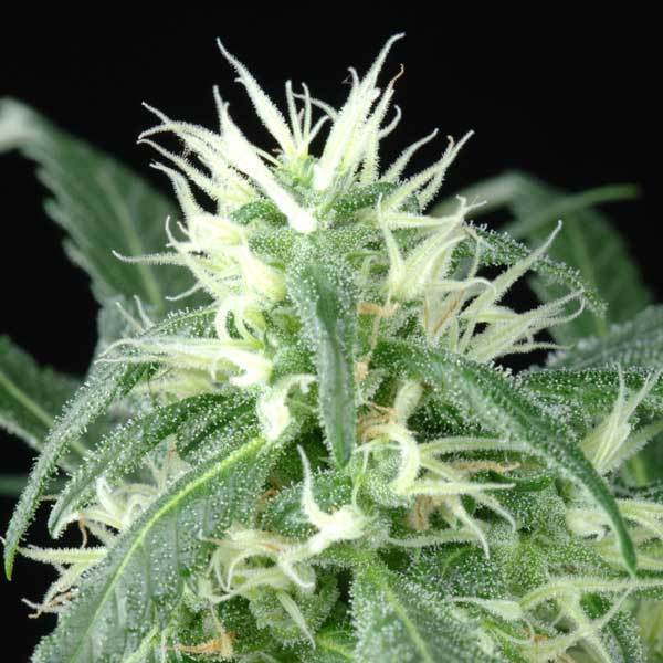 Green House Seeds - Arjan's Ultra Haze #1 (fem.)