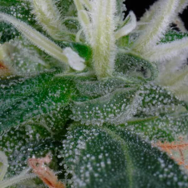 Green House Seeds - Arjan's Ultra Haze #1 (fem.)