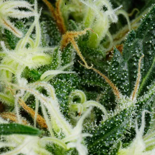 Green House Seeds - Arjan's Ultra Haze #1 (fem.)