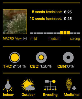 Green House Seeds - Chemdog (fem.)
