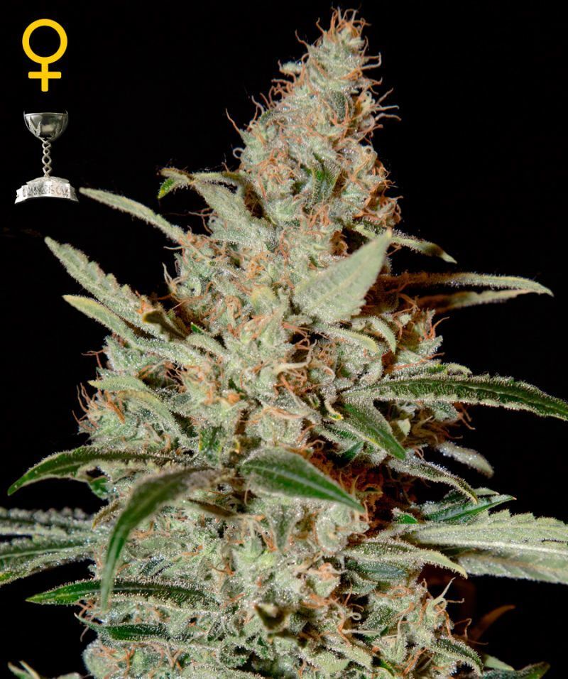 Green House Seeds - Chemdog (fem.)