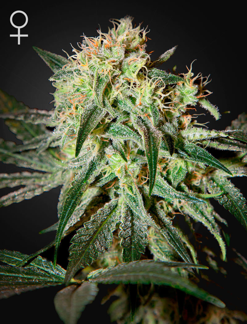 Green House Seeds - Damn Sour (fem.)