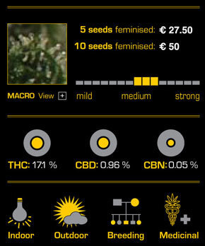Green House Seeds - Damn Sour (fem.)
