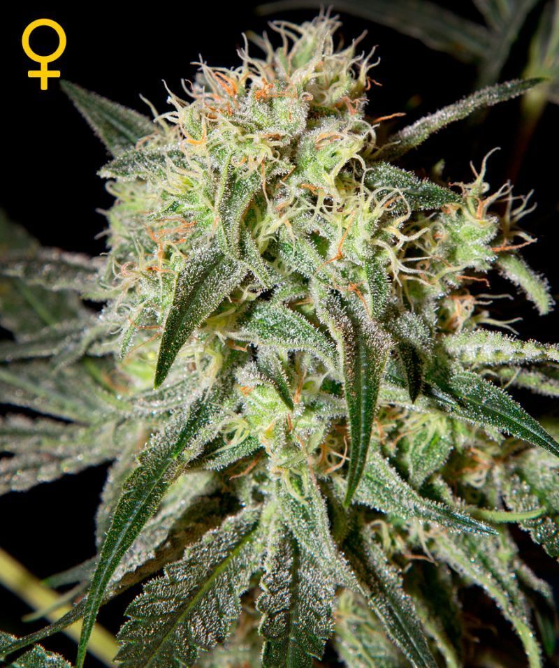 Green House Seeds - Damn Sour (fem.)