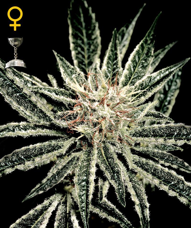 Green House Seeds - El Niño (fem.)