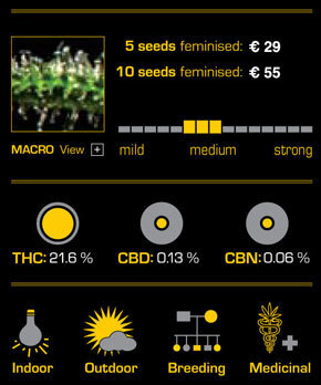 Green House Seeds - El Niño (fem.)