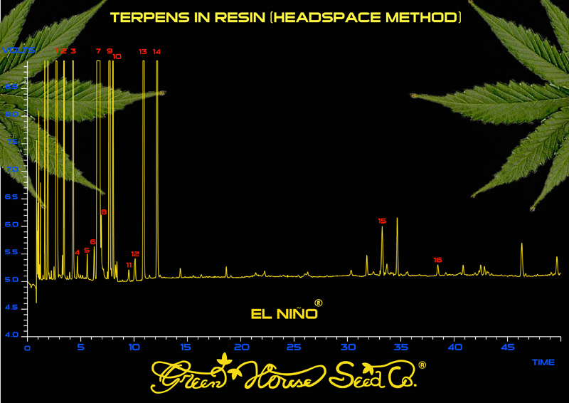 Green House Seeds - El Niño (fem.)