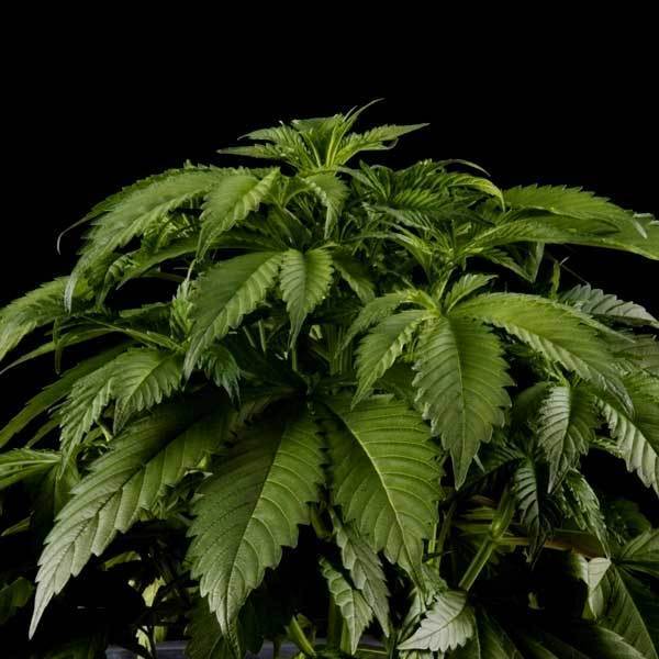 Green House Seeds - El Niño (fem.)