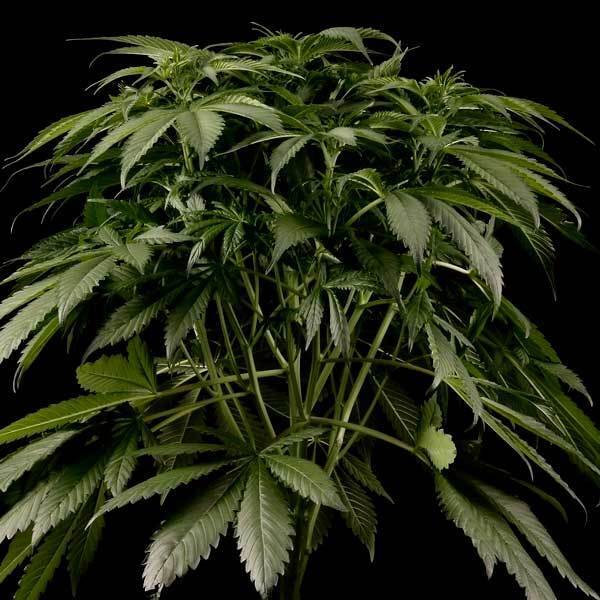Green House Seeds - El Niño (fem.)