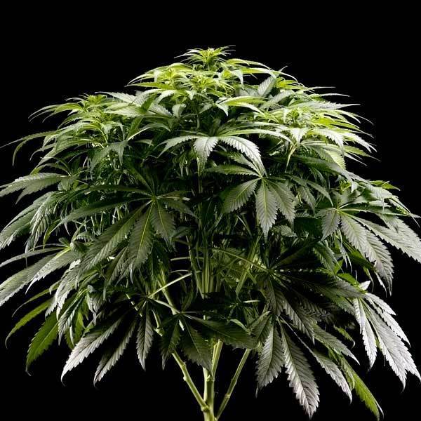 Green House Seeds - El Niño (fem.)