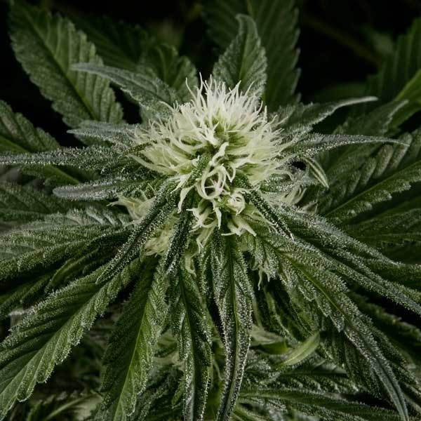 Green House Seeds - El Niño (fem.)