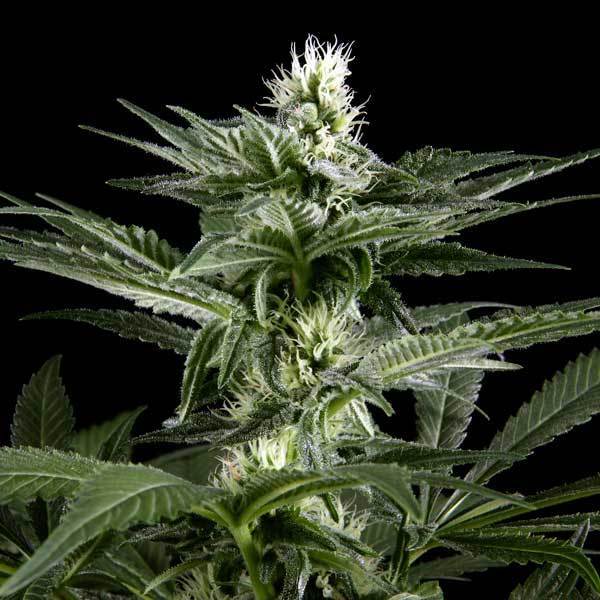 Green House Seeds - El Niño (fem.)