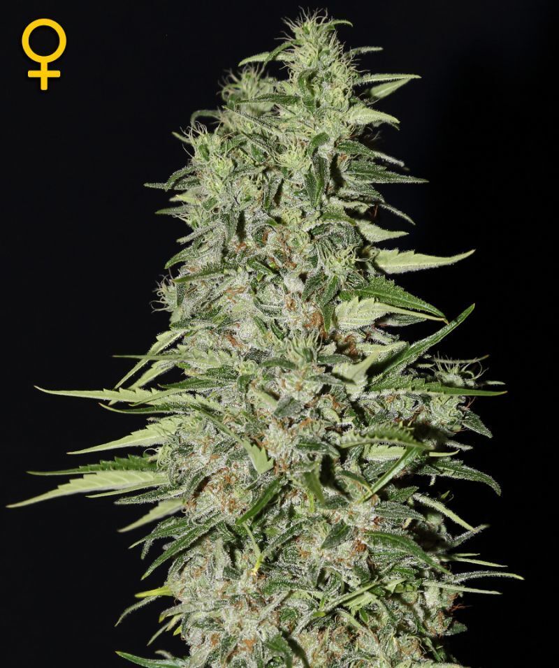 Green House Seeds - Diamond Girl (fem.)