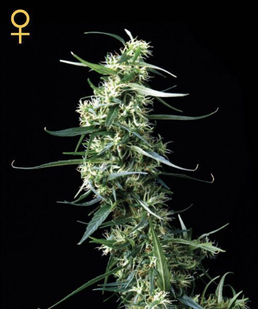 Green House Seeds - Green House Thai (fem.)