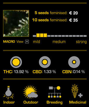 Green House Seeds - Green House Thai (fem.)