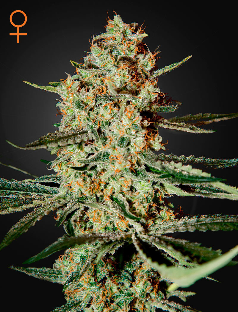 Green House Seeds - Himalaya Gold (fem.)