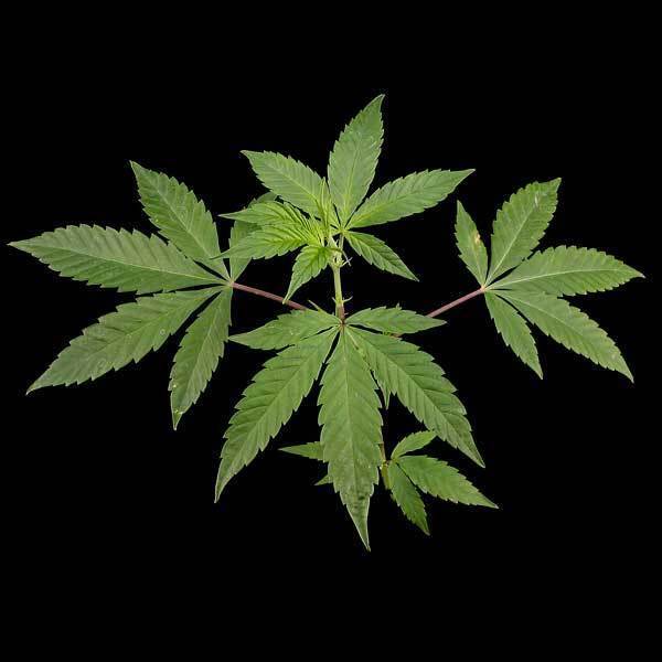 Green House Seeds - Himalaya Gold (fem.)