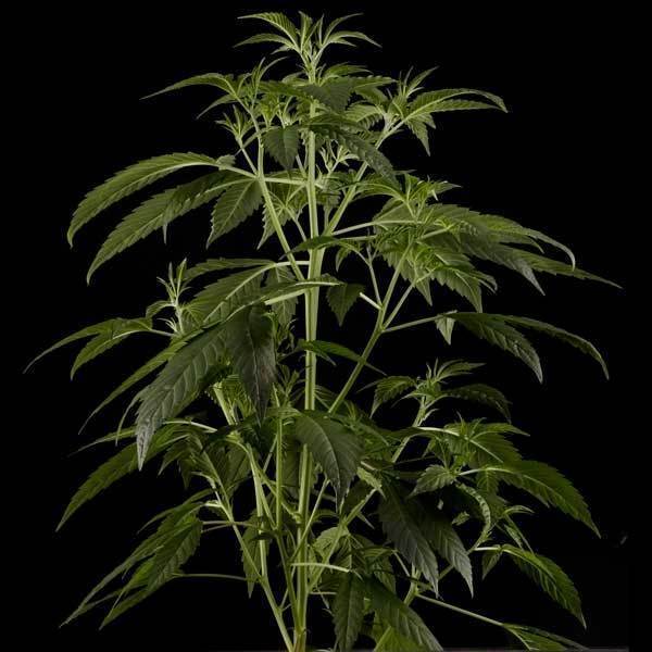 Green House Seeds - Himalaya Gold (fem.)