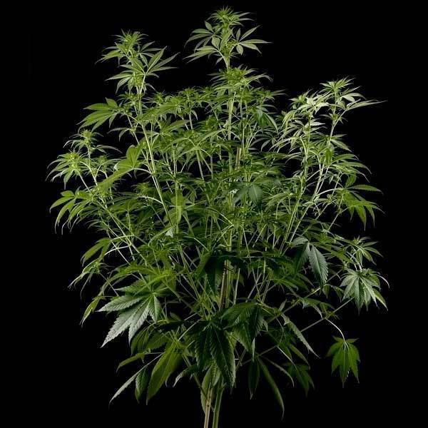 Green House Seeds - Himalaya Gold (fem.)