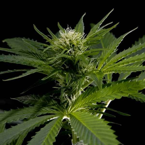 Green House Seeds - Himalaya Gold (fem.)