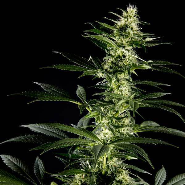 Green House Seeds - Himalaya Gold (fem.)