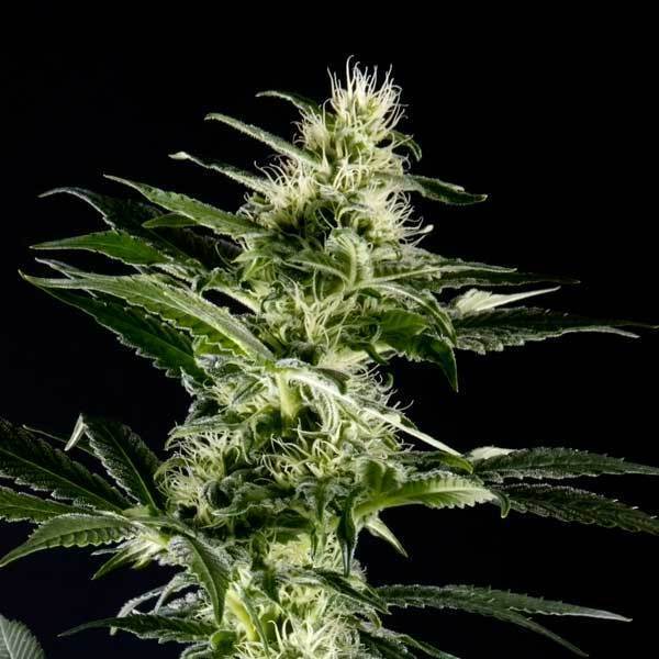 Green House Seeds - Himalaya Gold (fem.)