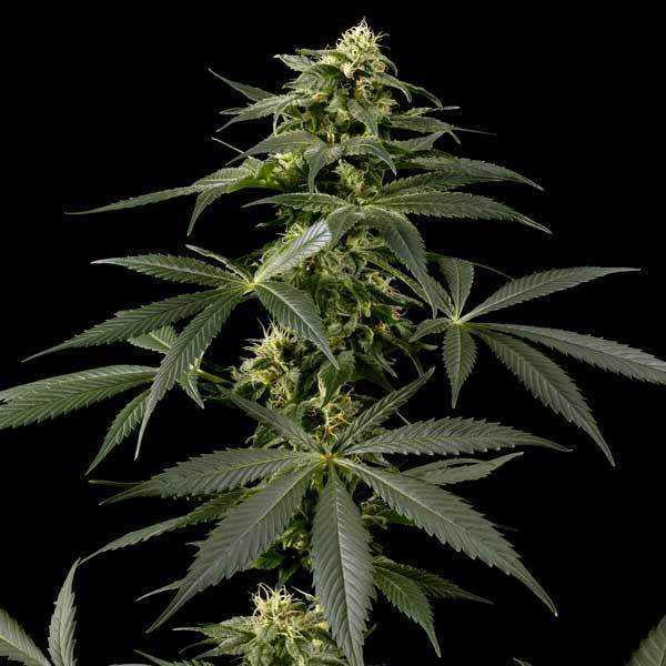 Green House Seeds - Himalaya Gold (fem.)