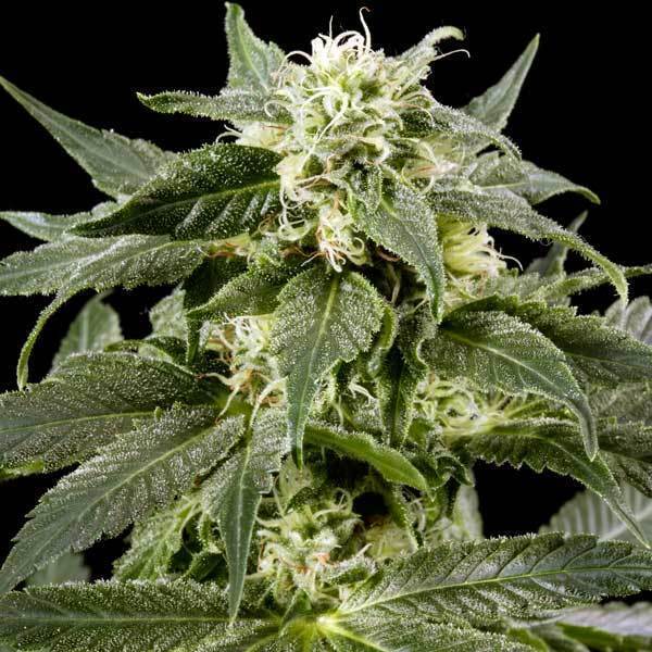 Green House Seeds - Himalaya Gold (fem.)