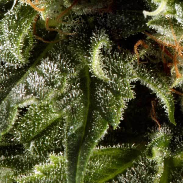 Green House Seeds - Himalaya Gold (fem.)