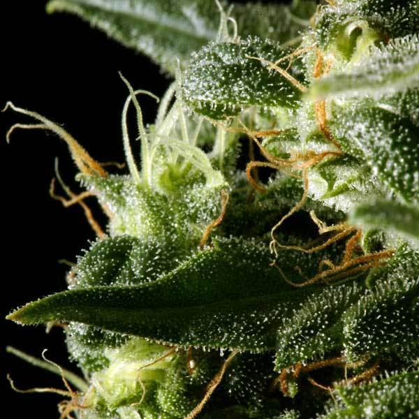 Green House Seeds - Himalaya Gold (fem.)
