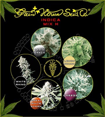 Green House Seeds - Indica Mix H (fem.) 04827
