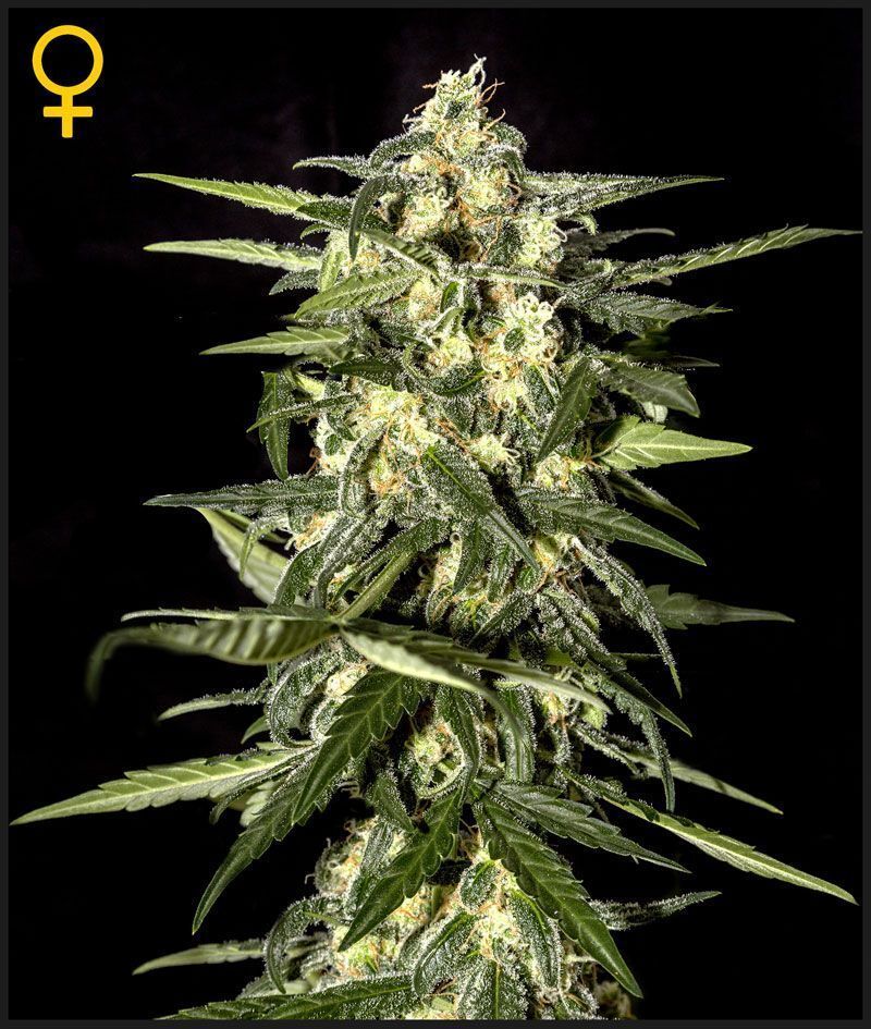Green House Seeds - Jack Herer Auto (auto/fem.)