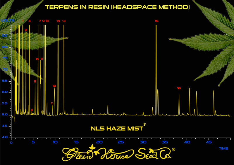 Green House Seeds - NL5 Haze Mist (fem.)