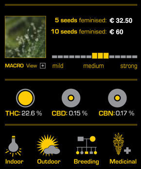 Green House Seeds - Neville's Haze (fem.)