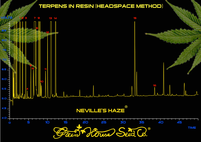 Green House Seeds - Neville's Haze (fem.)