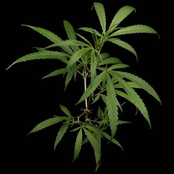Green House Seeds - Neville's Haze (fem.)