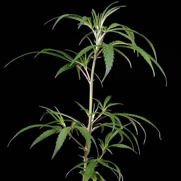 Green House Seeds - Neville's Haze (fem.)