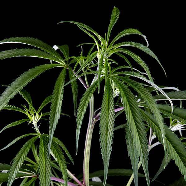 Green House Seeds - Neville's Haze (fem.)