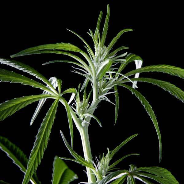 Green House Seeds - Neville's Haze (fem.)