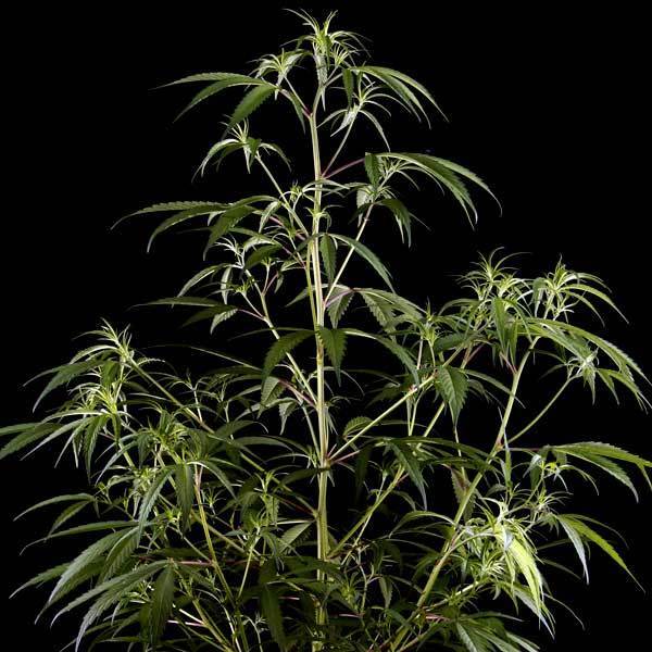 Green House Seeds - Neville's Haze (fem.)
