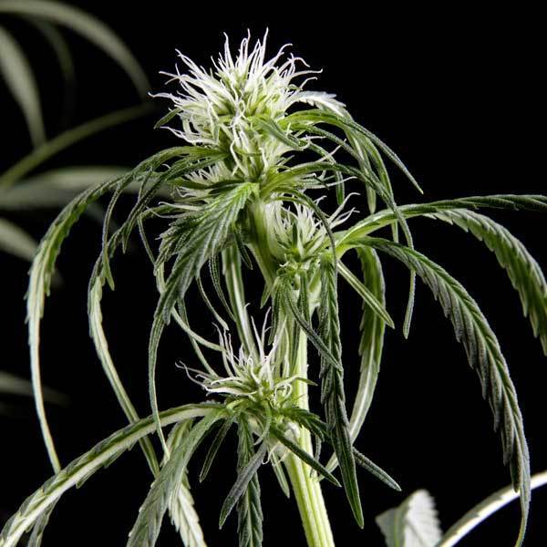 Green House Seeds - Neville's Haze (fem.)