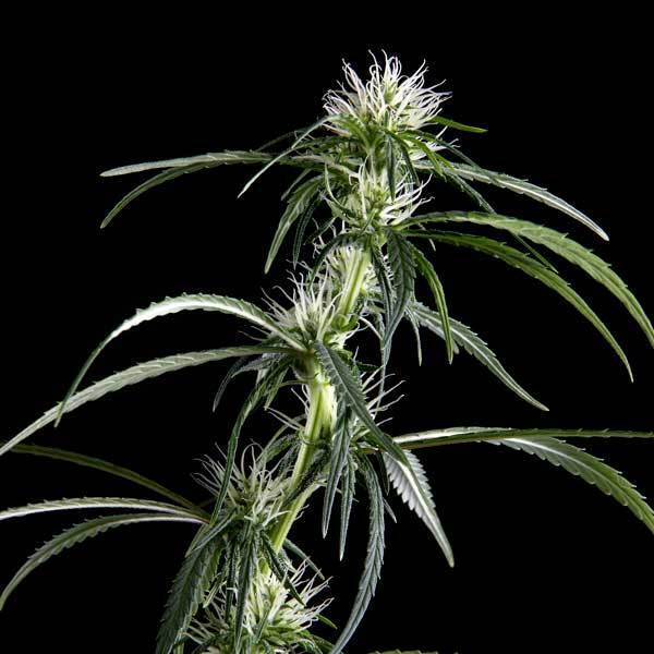 Green House Seeds - Neville's Haze (fem.)