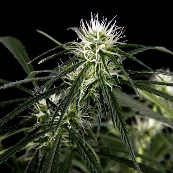 Green House Seeds - Neville's Haze (fem.)
